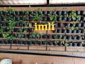 Imli Cafe and Veg Restaurant Indiranagar