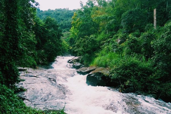 Wayanad Height From Sea Level: Elevation, Peaks, Climate & Travel Guide