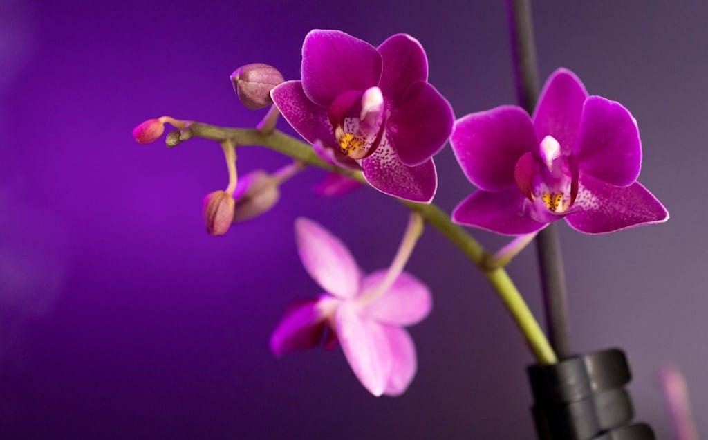 things to buy from singapore, things to buy from singapore trip, best things to buy from singapore, famous things to buy in singapore, singapore shopping items, singapore souvenirs, shopping in singapore, singapore electronics shopping, singapore chocolates, merlion souvenirs, orchid gifts singapore, singapore perfumes duty free, what to buy from singapore, singapore local products, singapore travel shopping guide