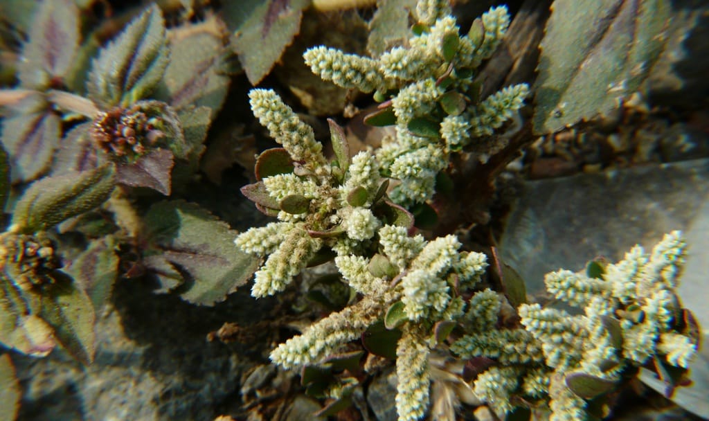 things to buy from manali, things to buy from manali trip, best things to buy from manali, famous things to buy in manali, manali shopping items, manali souvenirs, shopping in manali, himachali woollen clothes, kullu shawls, tibetan handicrafts manali, manali dry fruits, wooden handicrafts manali, himachali caps, what to buy from manali